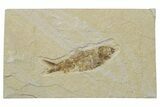 Fossil Fish (Knightia) - Green River Formation #237221-1